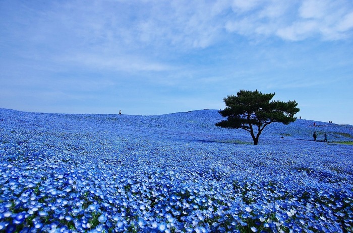 Hitachi Seaside Park: 4 milioni di fiori blu