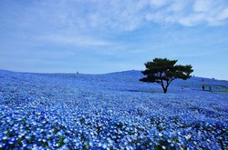 Hitachi Seaside Park: 4 milioni di fiori blu